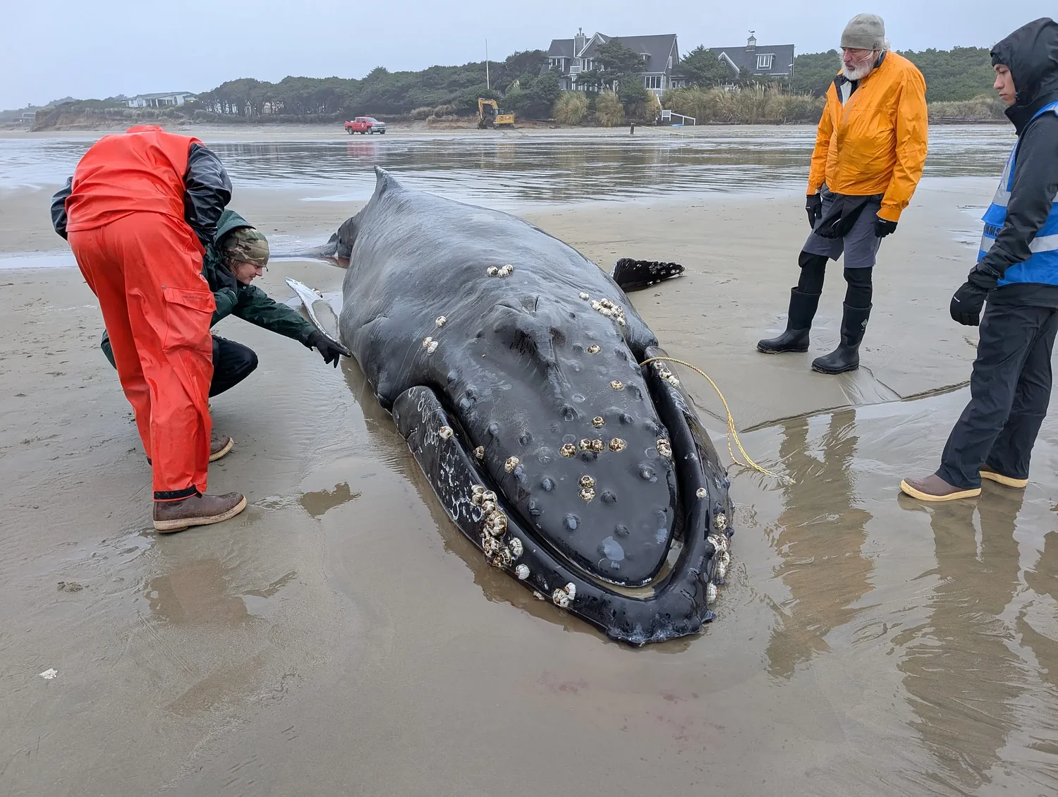 Oregon officials investigate crabbing gear that entangled whale