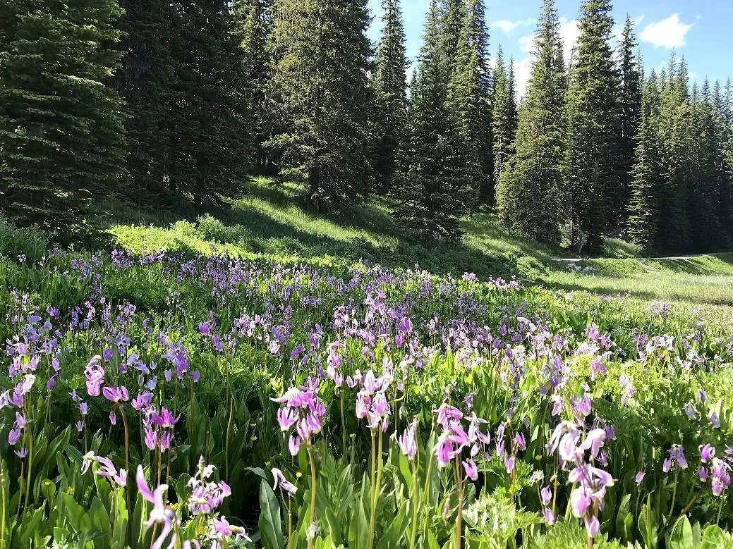 12 great walks for enjoying wildflowers