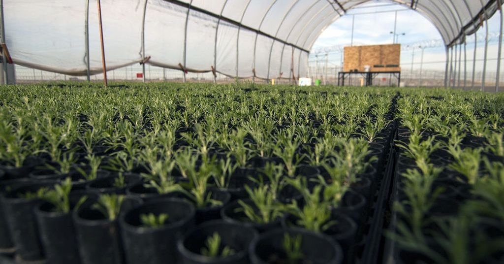 Inmates raise 42,000 sagebrush seedlings