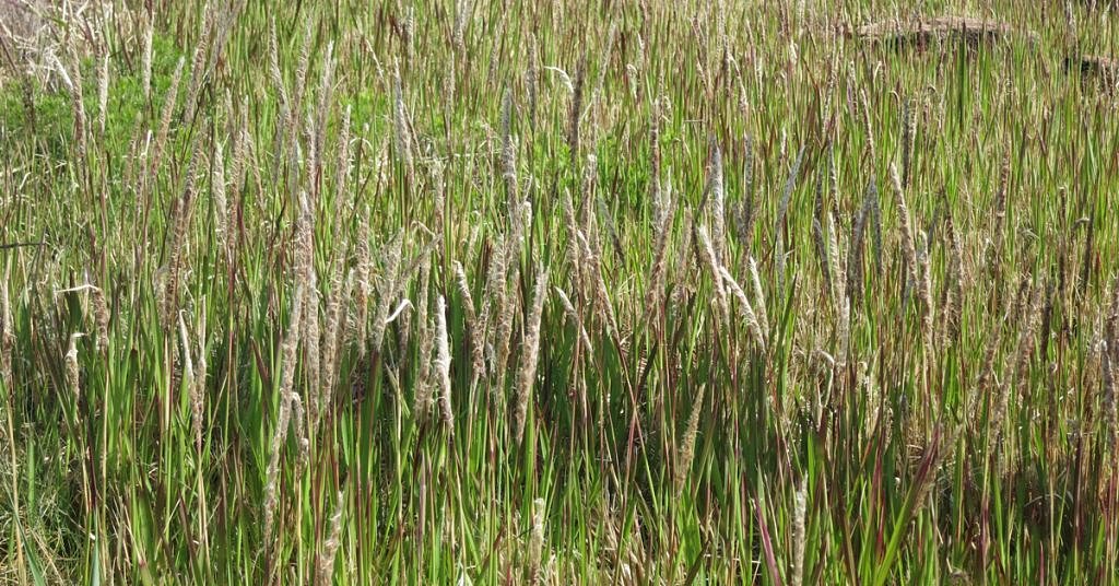 One of ‘the world’s worst weeds’ is spreading in Boise foothills