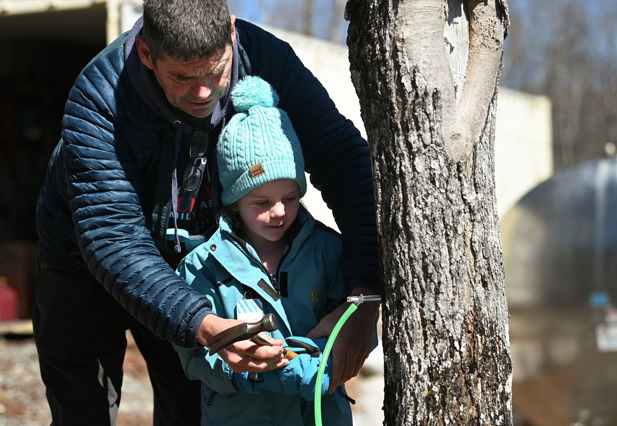 Maine is making and selling more maple syrup than ever as global demand rises