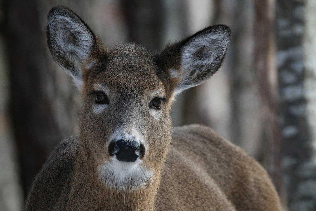 Small MDI town votes to reverse nearly 100-year ban on deer hunting
