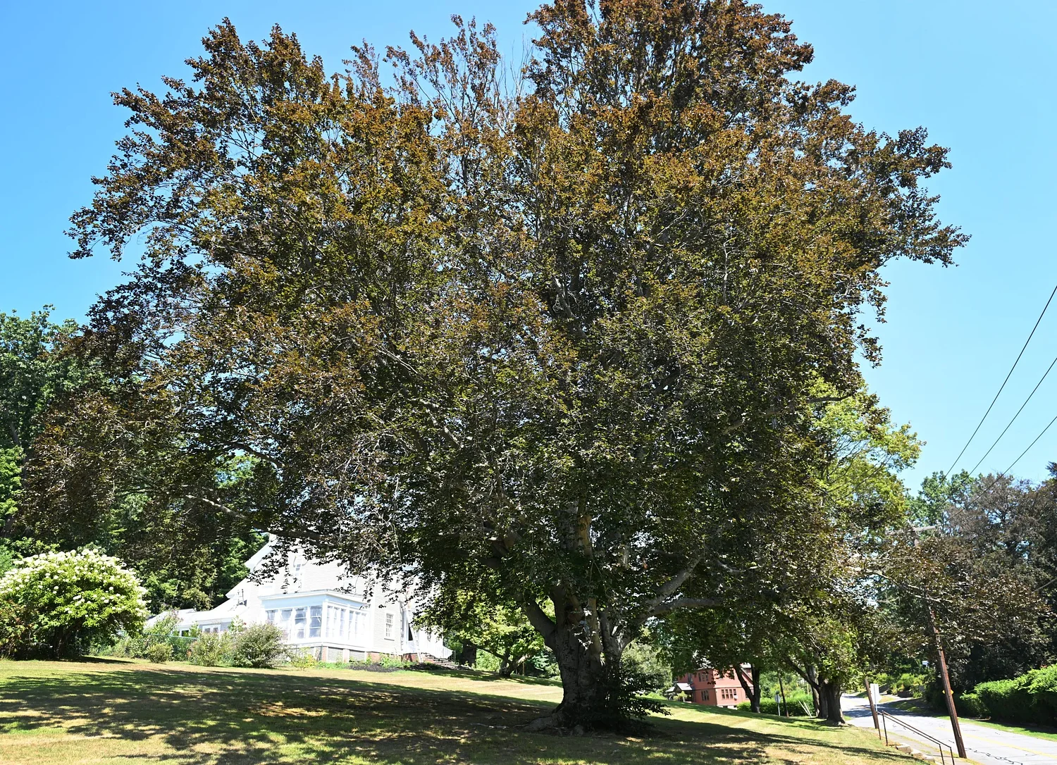 Impact of beech leaf disease topic of Hawley tree tour