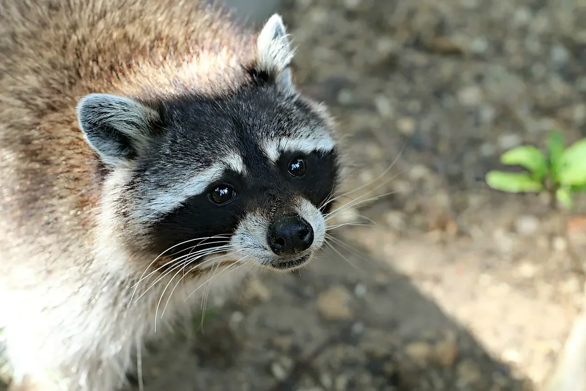 Man shot rabid raccoon off his leg during Hancock County attack