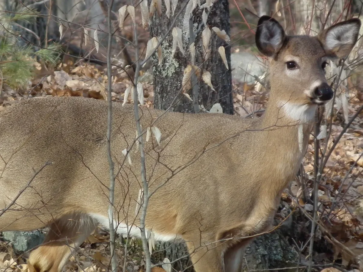 Why hunting does in Maine is more important than you think  
