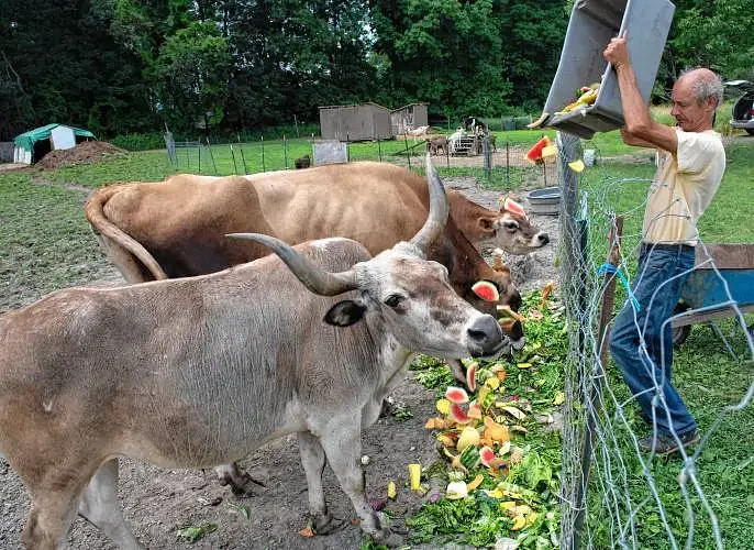 Seized farm animals from Hadley sanctuary available for adoption in Methuen