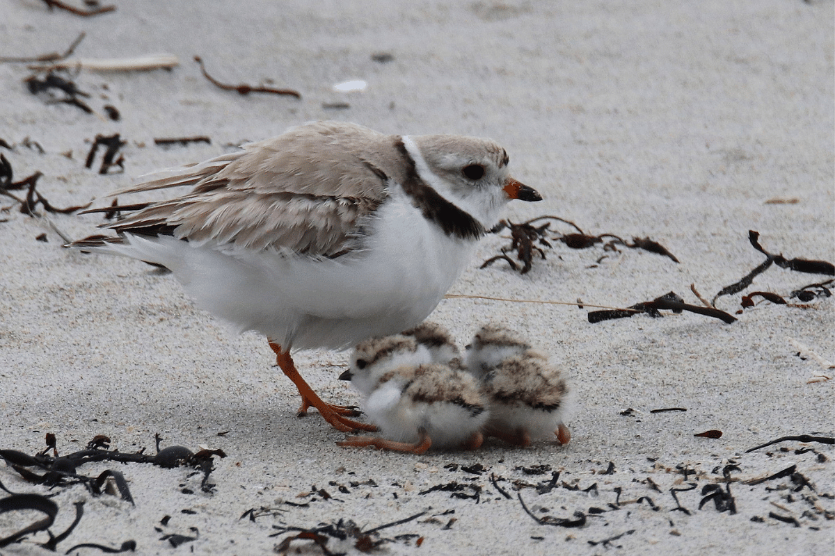 140 nests of these endangered birds are hatching right now. Before you head to the beach, read this. 