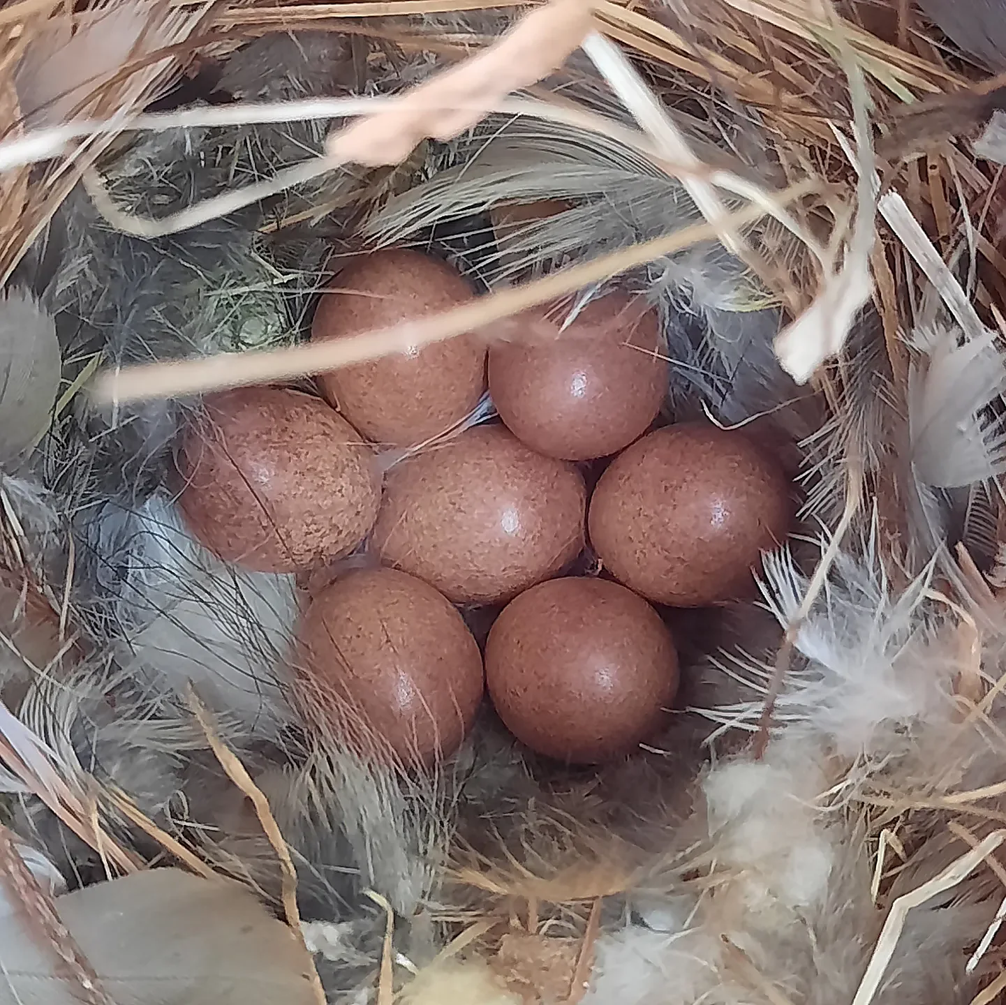Speaking of Nature: Reaping the rewards: How to build a successful birdhouse for bluebirds and wrens