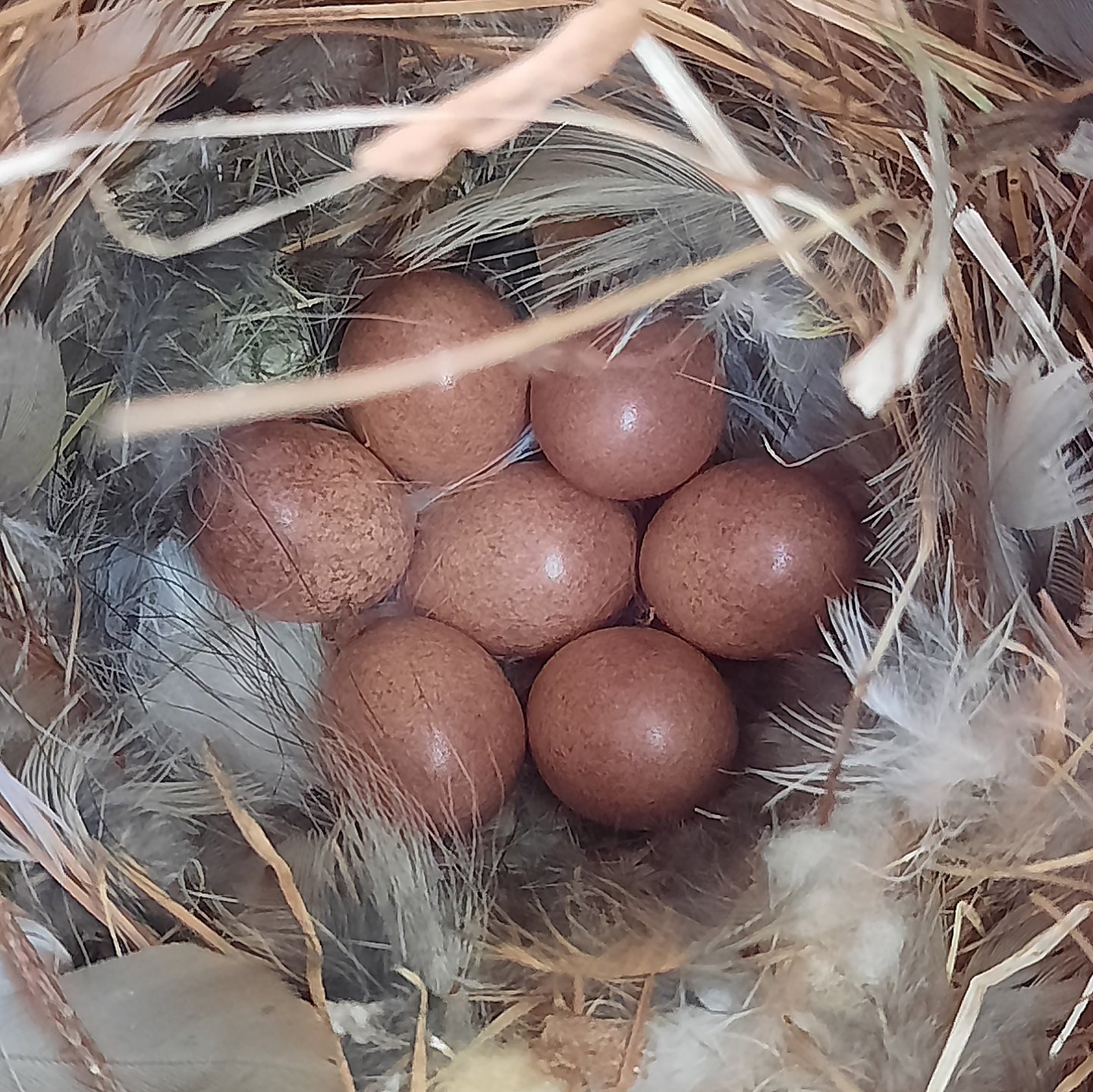 Speaking of Nature: Reaping the rewards: How to build a successful birdhouse for bluebirds and wrens