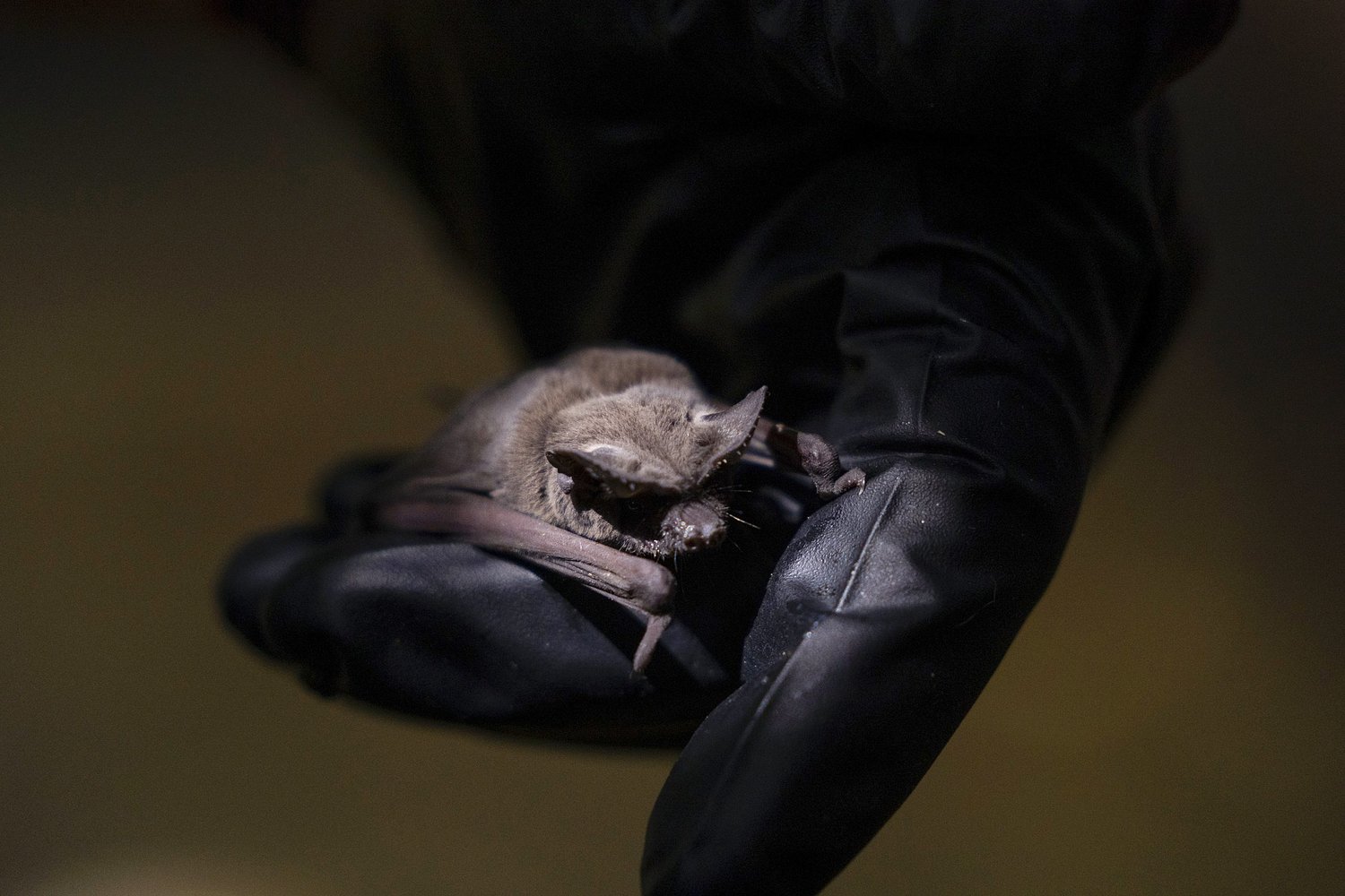 “We’d lose one after the next”: Texas bats face a pandemic of their own
