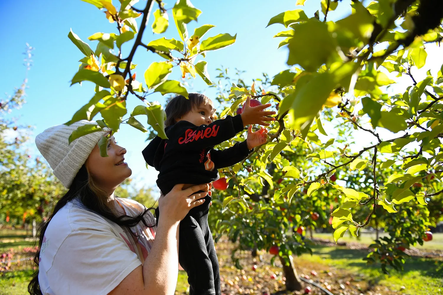 Food Scene: U-pick apples, gold for Alesong, new coffees and sandwiches, and more