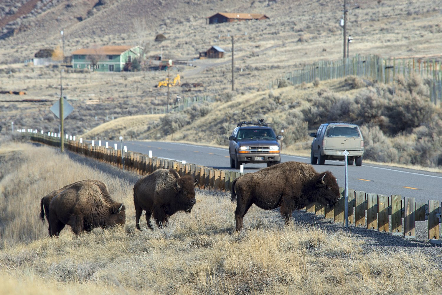 The road to Yellowstone National Park is a roadkill mess