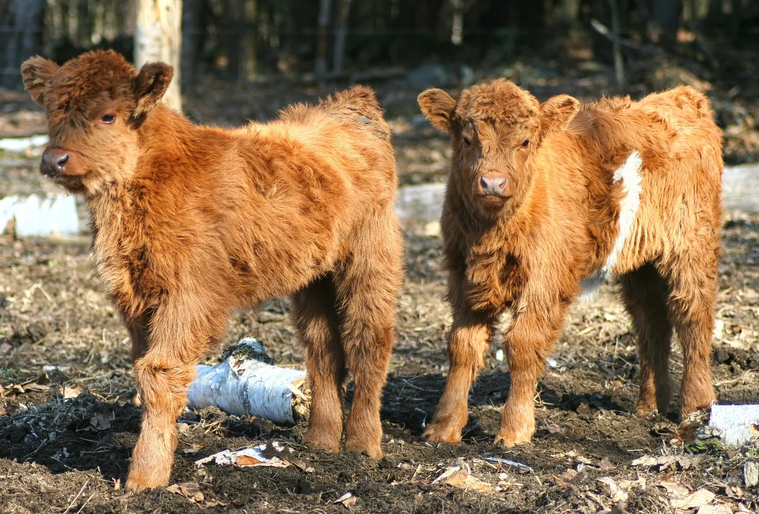 From the Farm: How to speak fluent cow