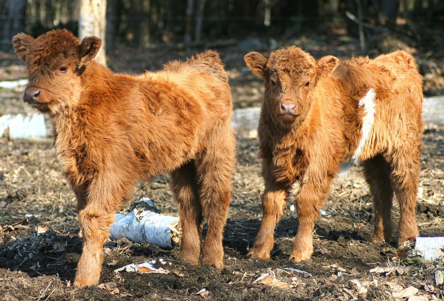 From the Farm: How to speak fluent cow