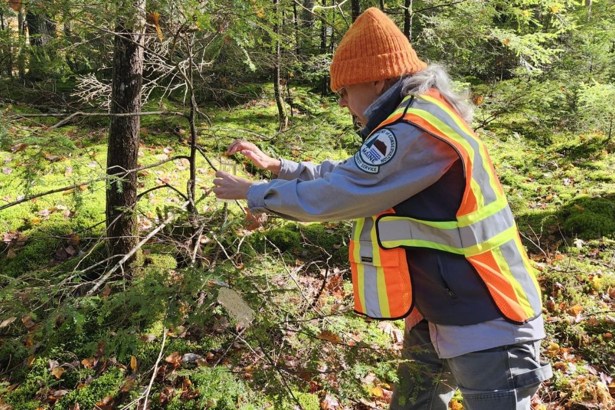 Fighting bugs with bugs: How the midcoast is defending its hemlocks