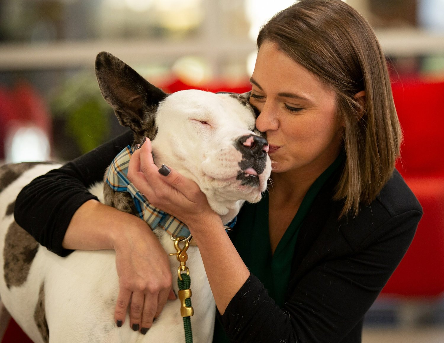 Marston named executive director of Animal Welfare Society