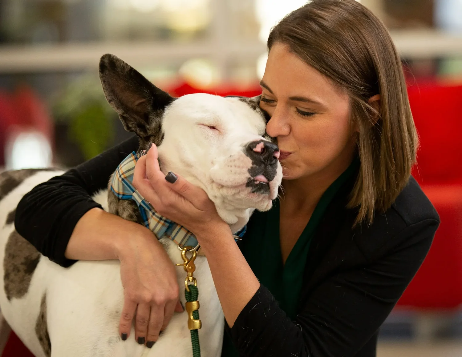 Marston named executive director of Animal Welfare Society