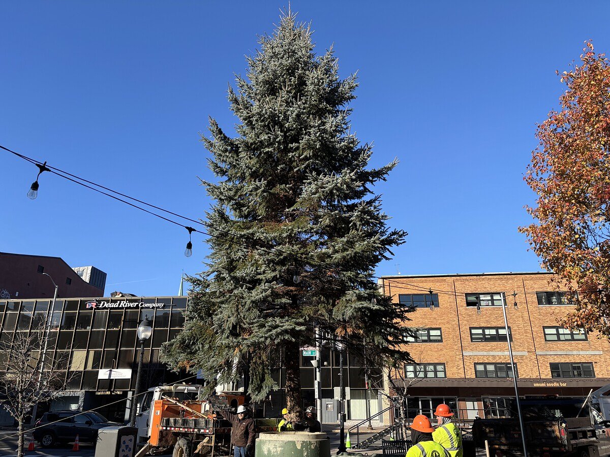 Watch this year’s holiday tree go up in downtown Bangor