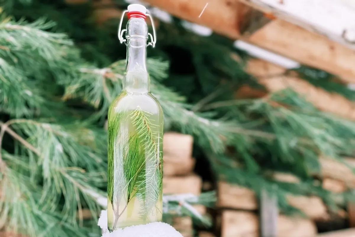 The possibilities for cooking with Maine conifers are endless