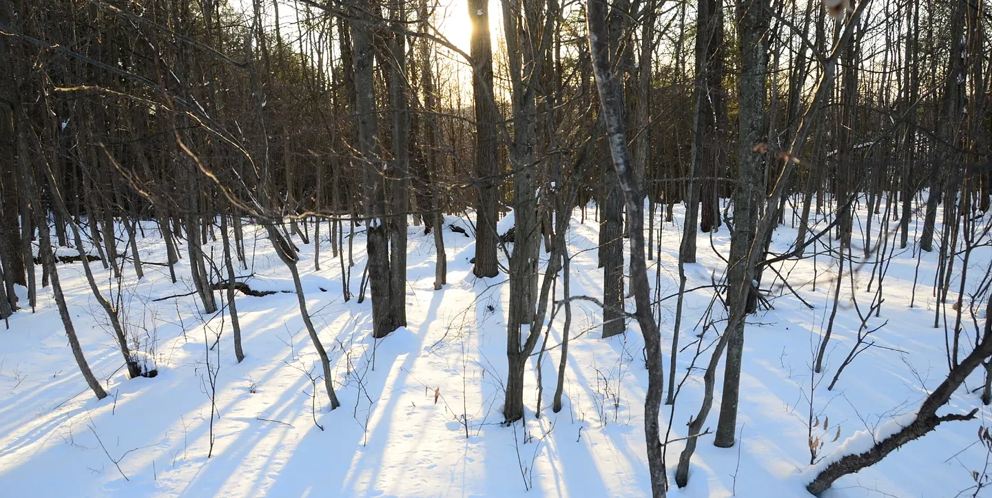 Speaking of Nature: ‘Snowmageddon’: How do birds survive in winter?