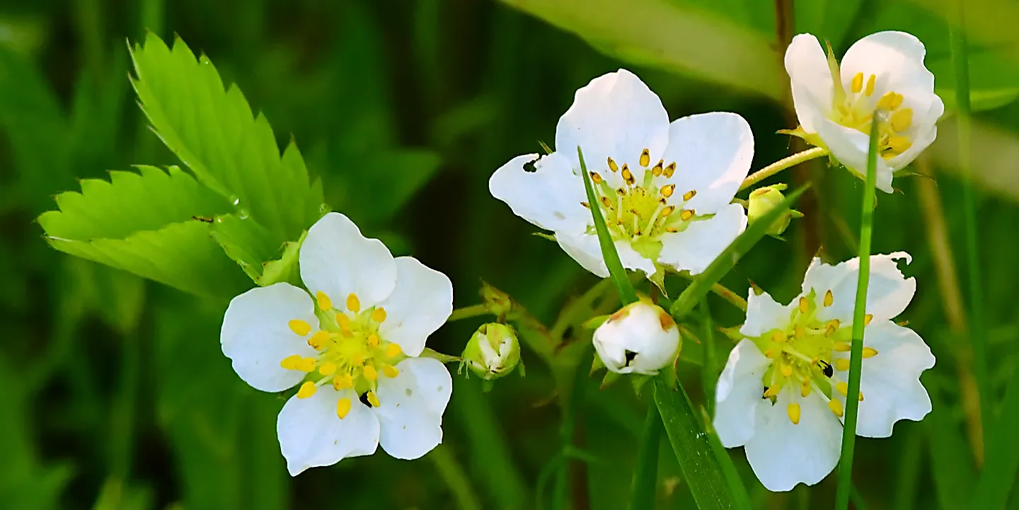 Speaking of Nature: Too bee or not to bee?: Why I'm swapping 'No Mow May' for a 'Low Mow' spring