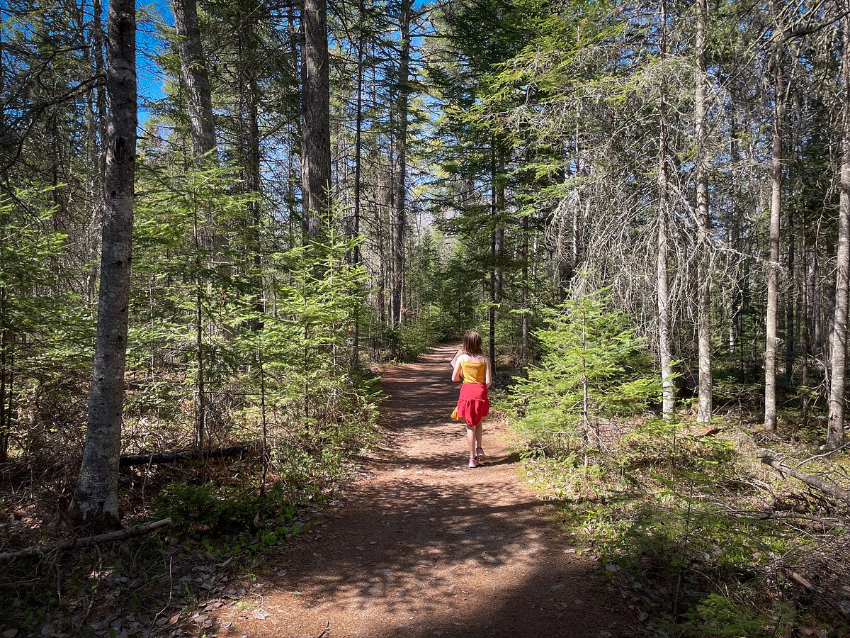 Bangor forester’s legacy lives in thousands of trees