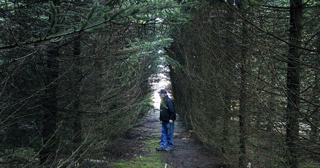 Christmas trees from Turkey? Dr. Christmas Tree’s search for a climate-resilient holiday