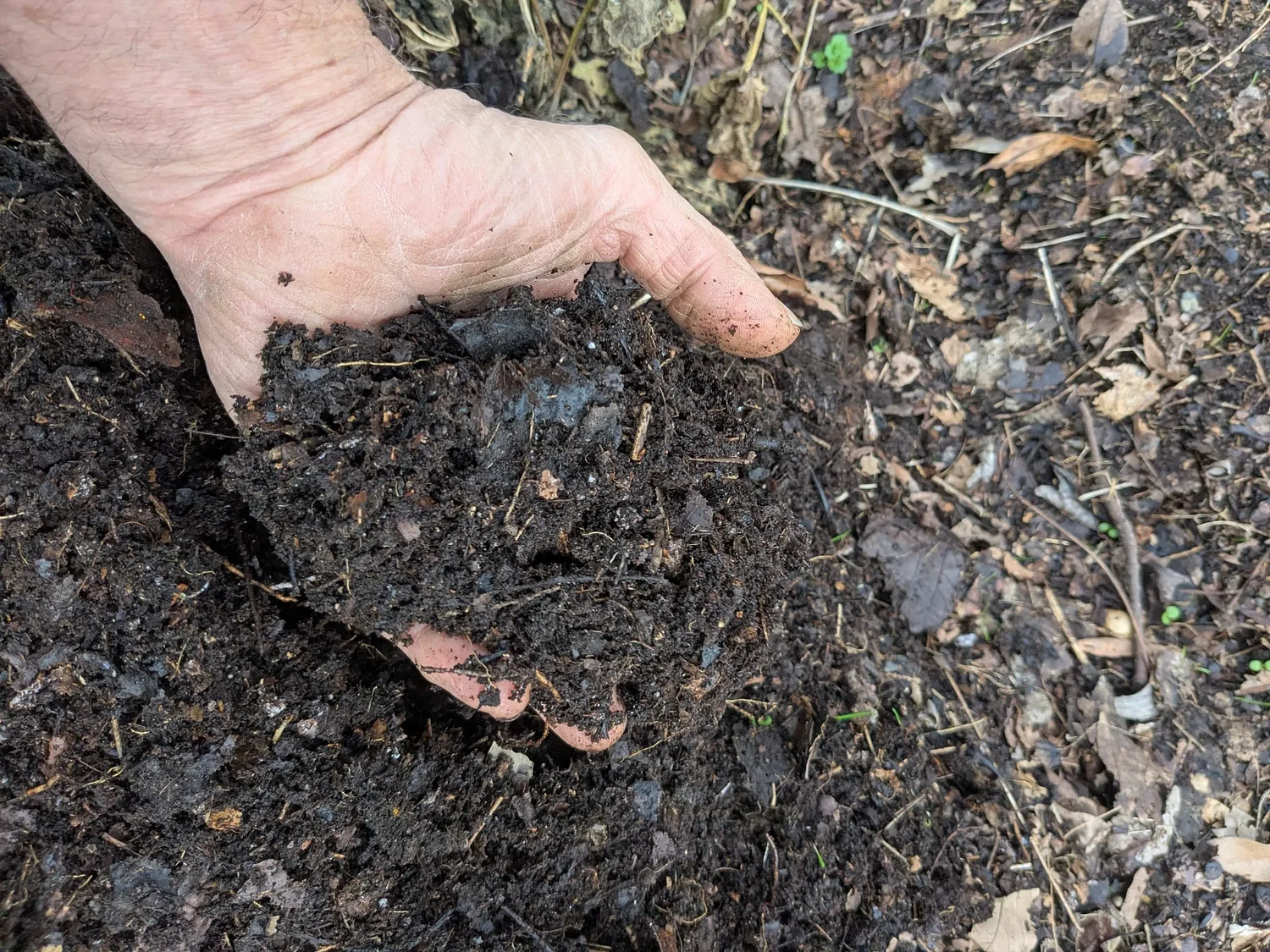 Leaves: A free and easy way to boost your garden’s soil