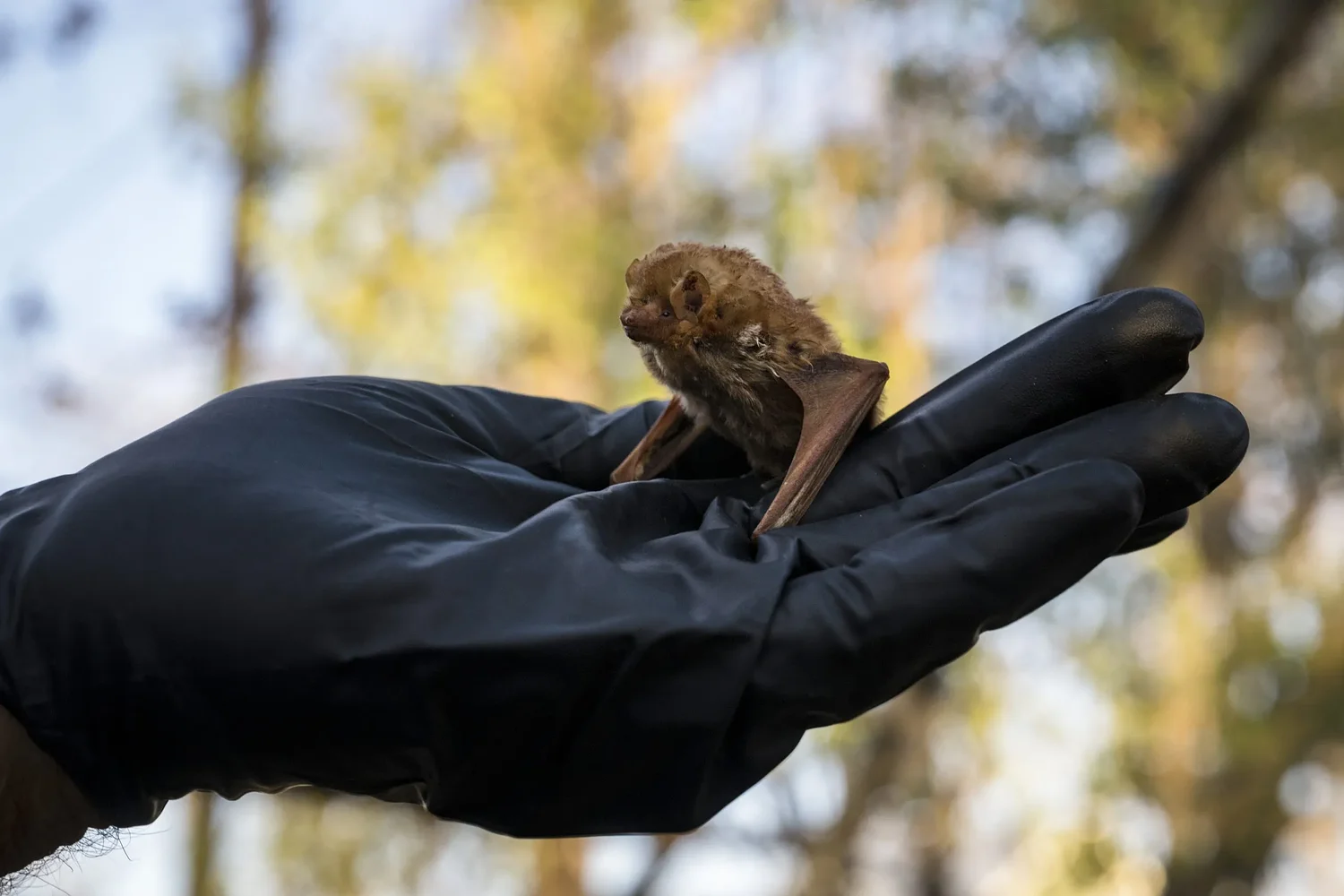 As buildings soar, Austin's bats want a new home: your apartment