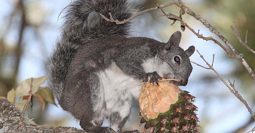 Logging projects still imperiling endangered western gray squirrels