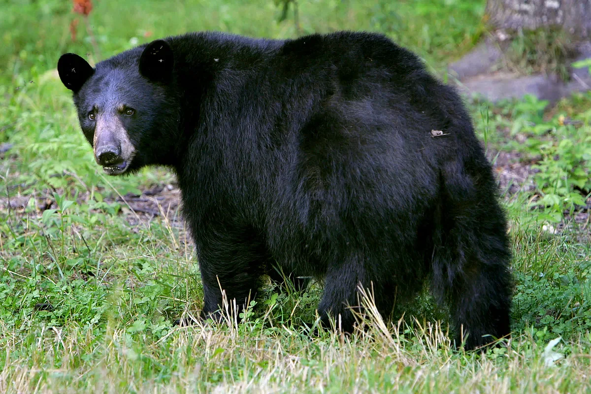 Spring bear hunting: A hunter’s top picks across the U.S. and Canada  