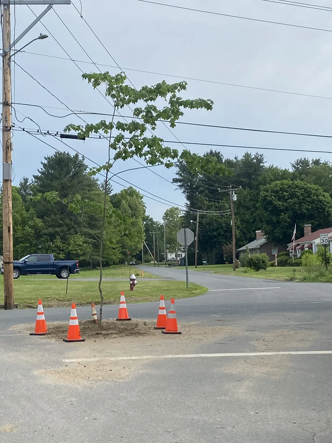 Mystery trees keep popping up at Hatfield intersection