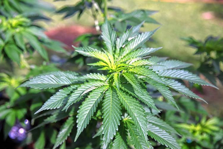 Three arrested in raid of Ashfield pot farm