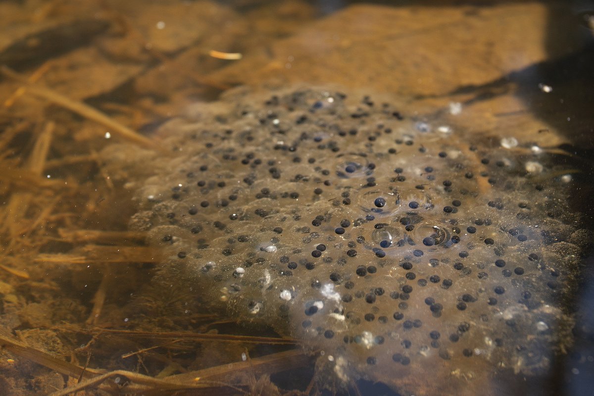 How to tell frog and salamander eggs apart this spring   