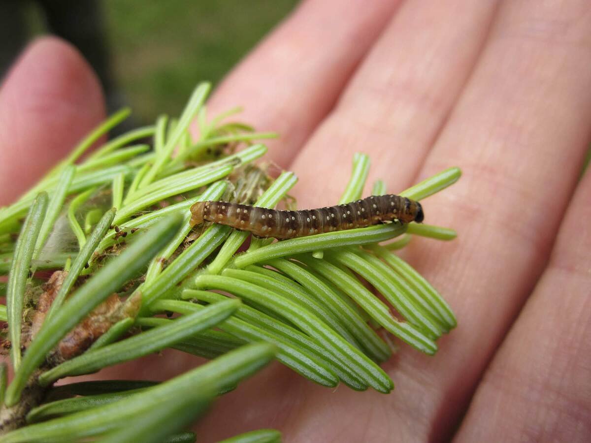 Maine's spruce budworm pesticide campaign enters 2nd year
