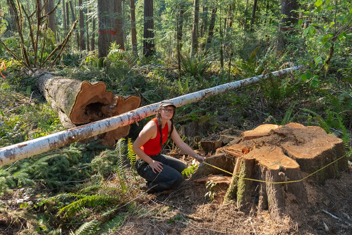 Conservationists ask federal judge to stop timber operation over old-growth 'lie' 
