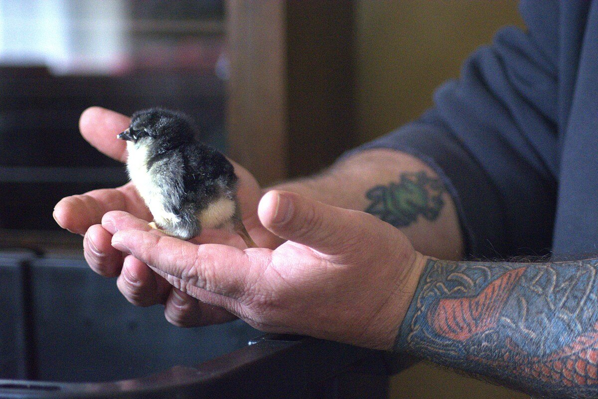 This Aroostook County ‘inn’ is bursting with birds