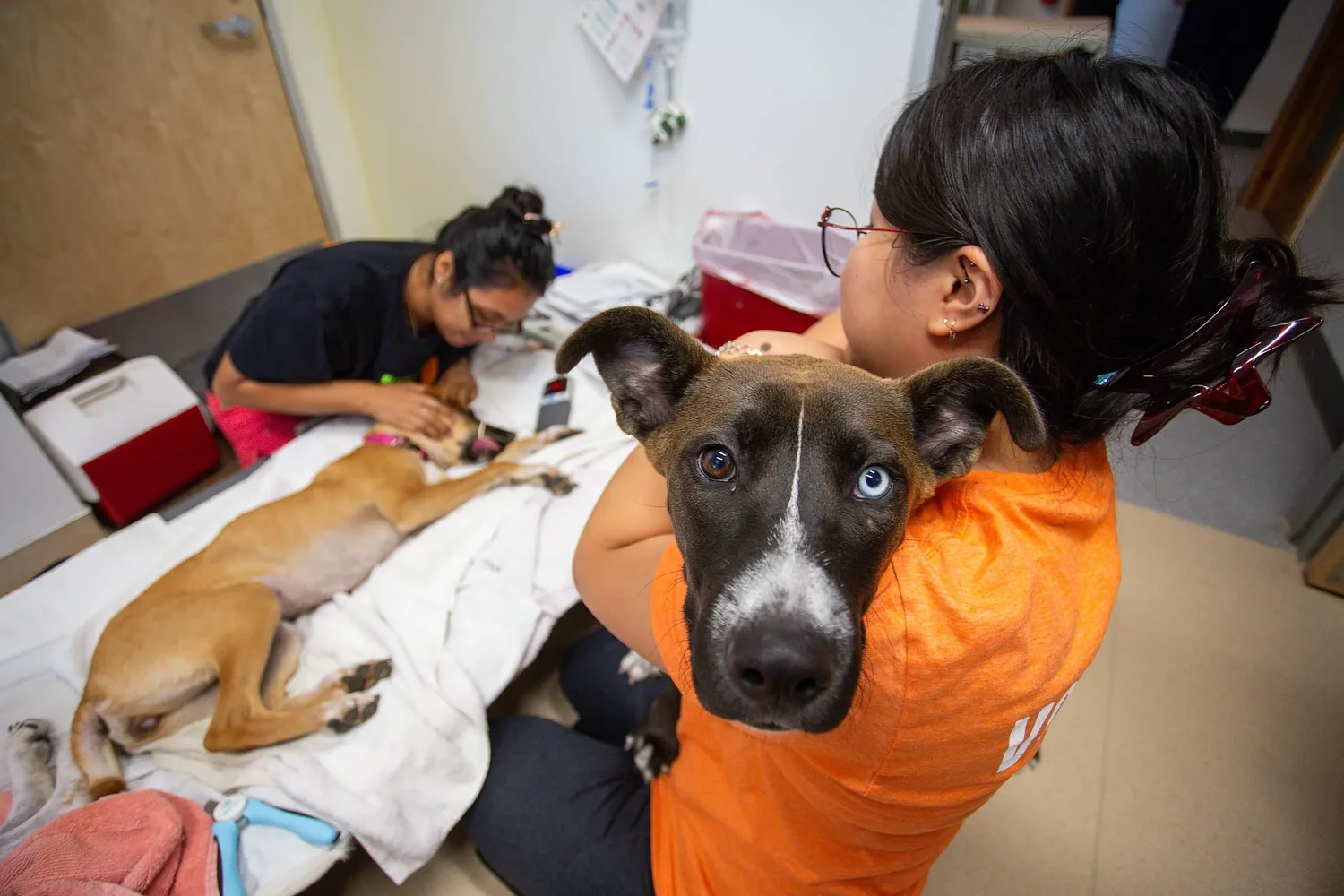 Austin rescue warns screwworm fears, misconceptions may put shelter animals at risk