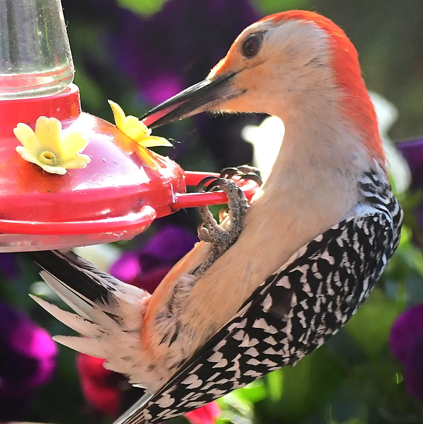 Speaking of Nature: Flocking to the sweet stuff: Backyard woodpeckers develop a taste for nectar