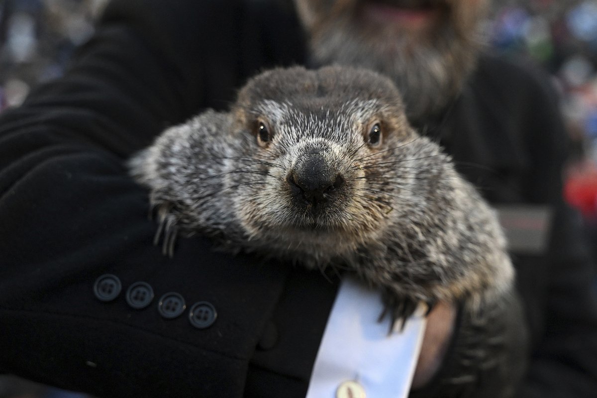 Maine firefighters discover groundhog was responsible for false fire alarm