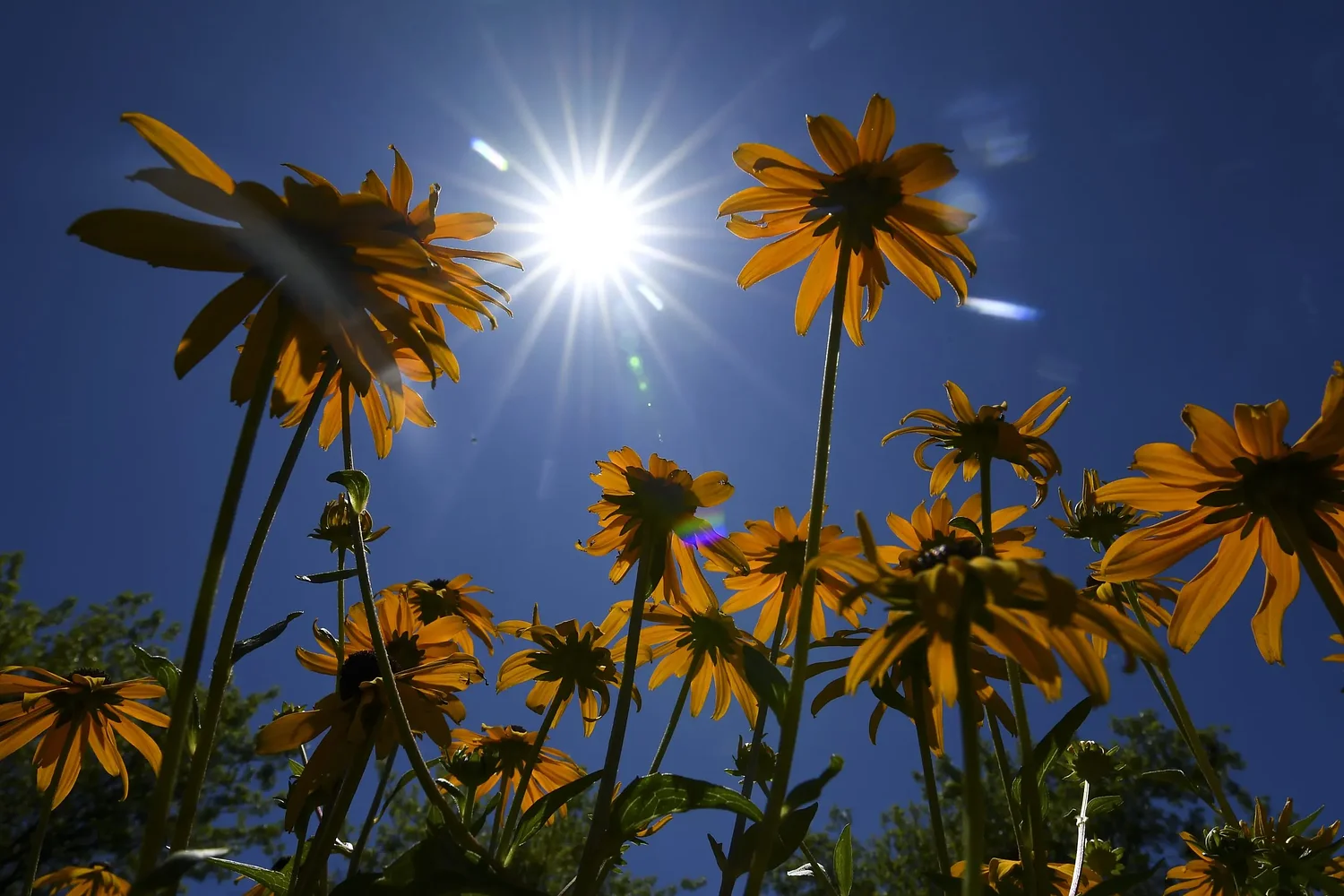 Temperatures in Eugene area expected to hit the mid-90s Sunday and Monday