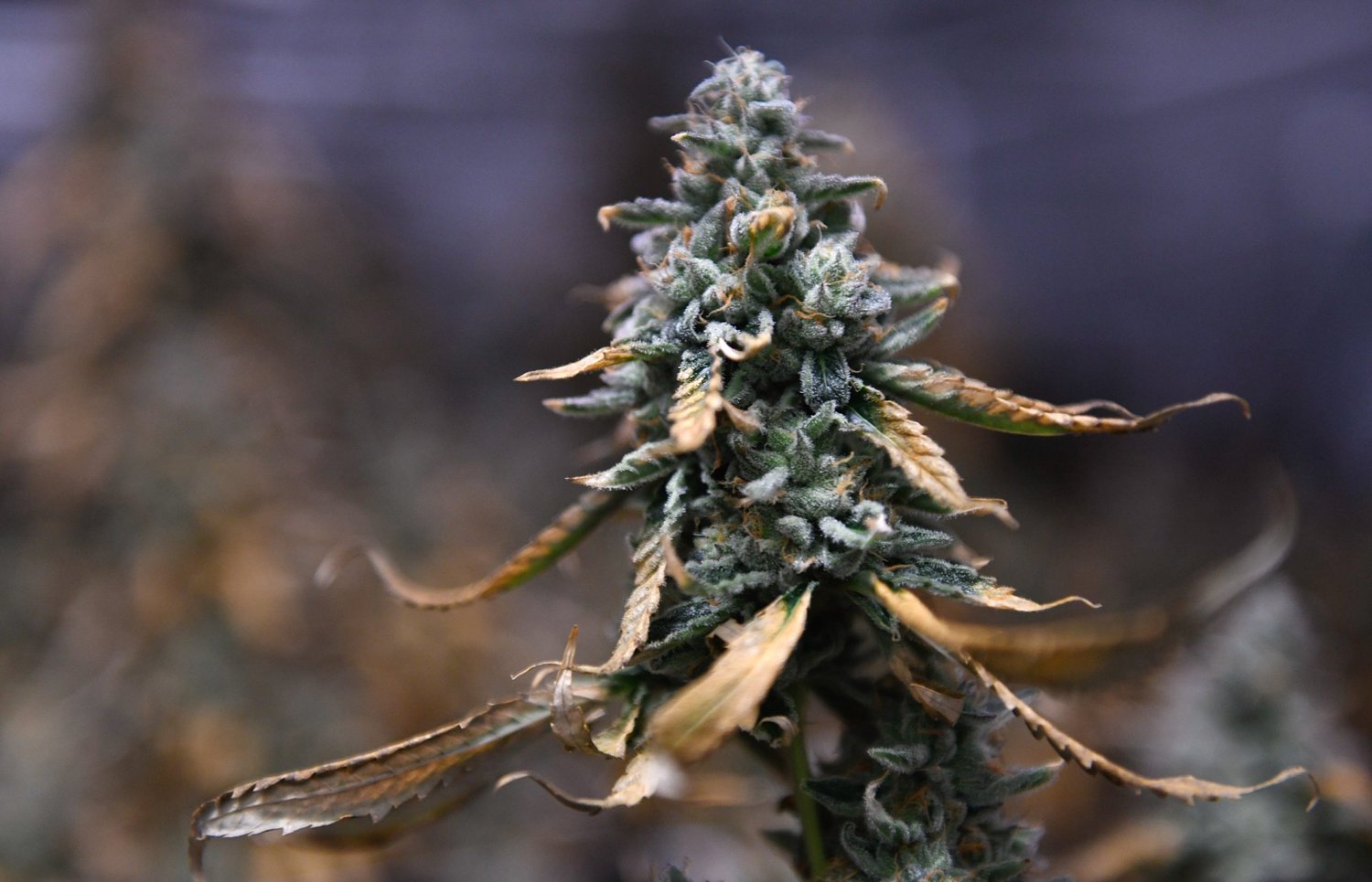 Fresh off defeating state THC ban, Texas hemp industry faces wipeout under federal deal to end shutdown