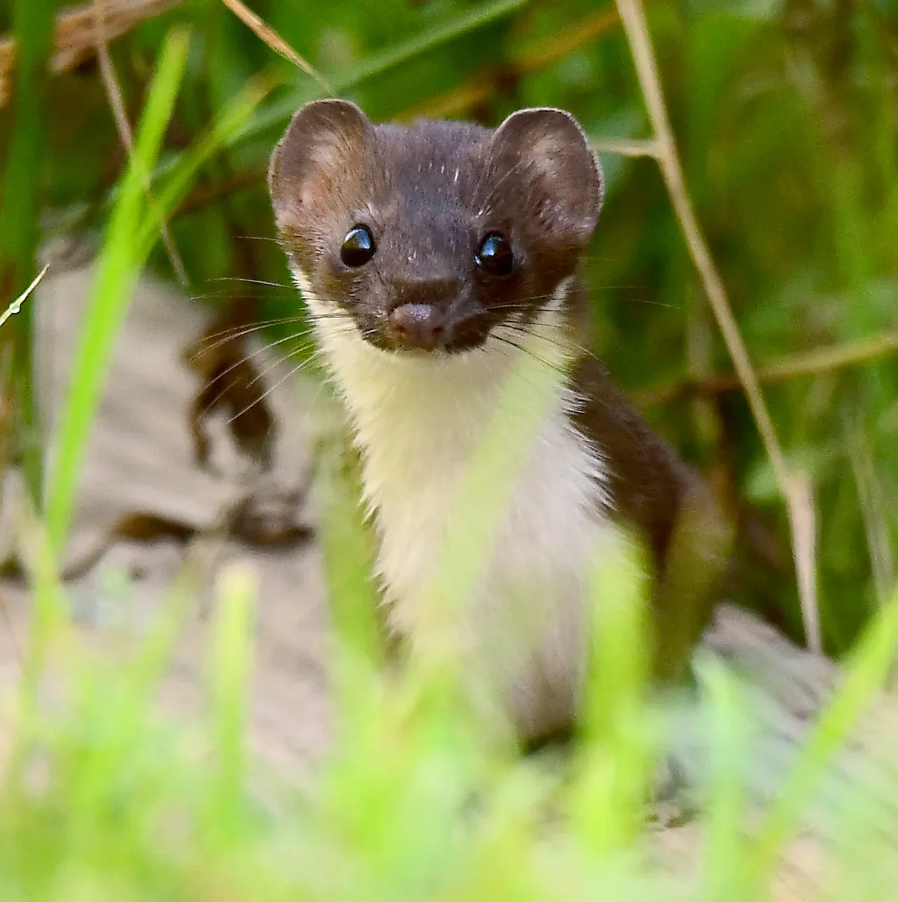 Speaking of Nature: A fleeting, yet magical moment: An unexpected weasel appearance in the meadow