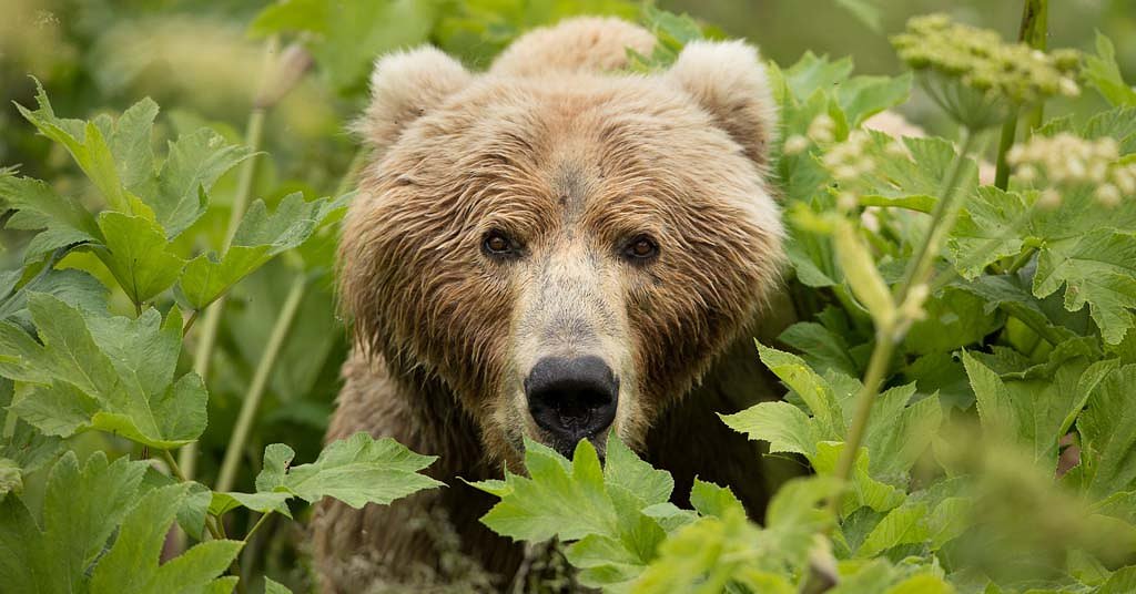 Should we believe the hype about grizzlies returning to the Cascades?