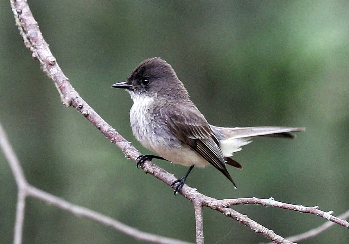 These birds aren’t afraid of you. They may already be nesting on your house.