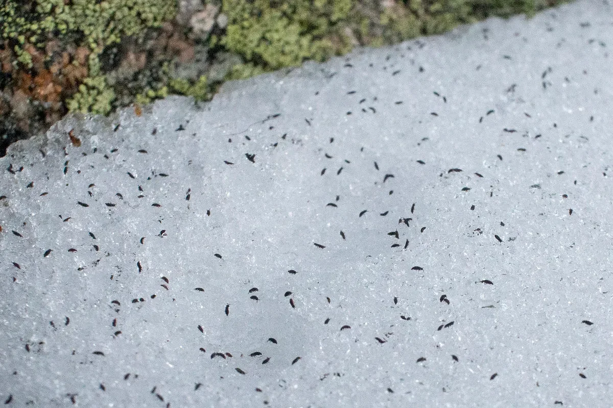 You might spot these tiny insects on the snow this winter
