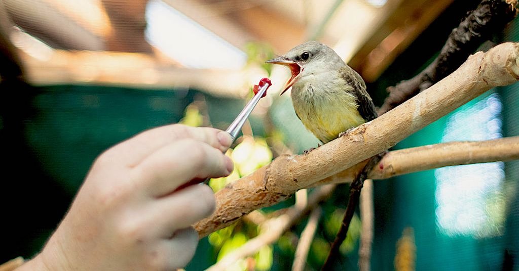 In Idaho, wildlife ‘rehabbers’ volunteer against long odds