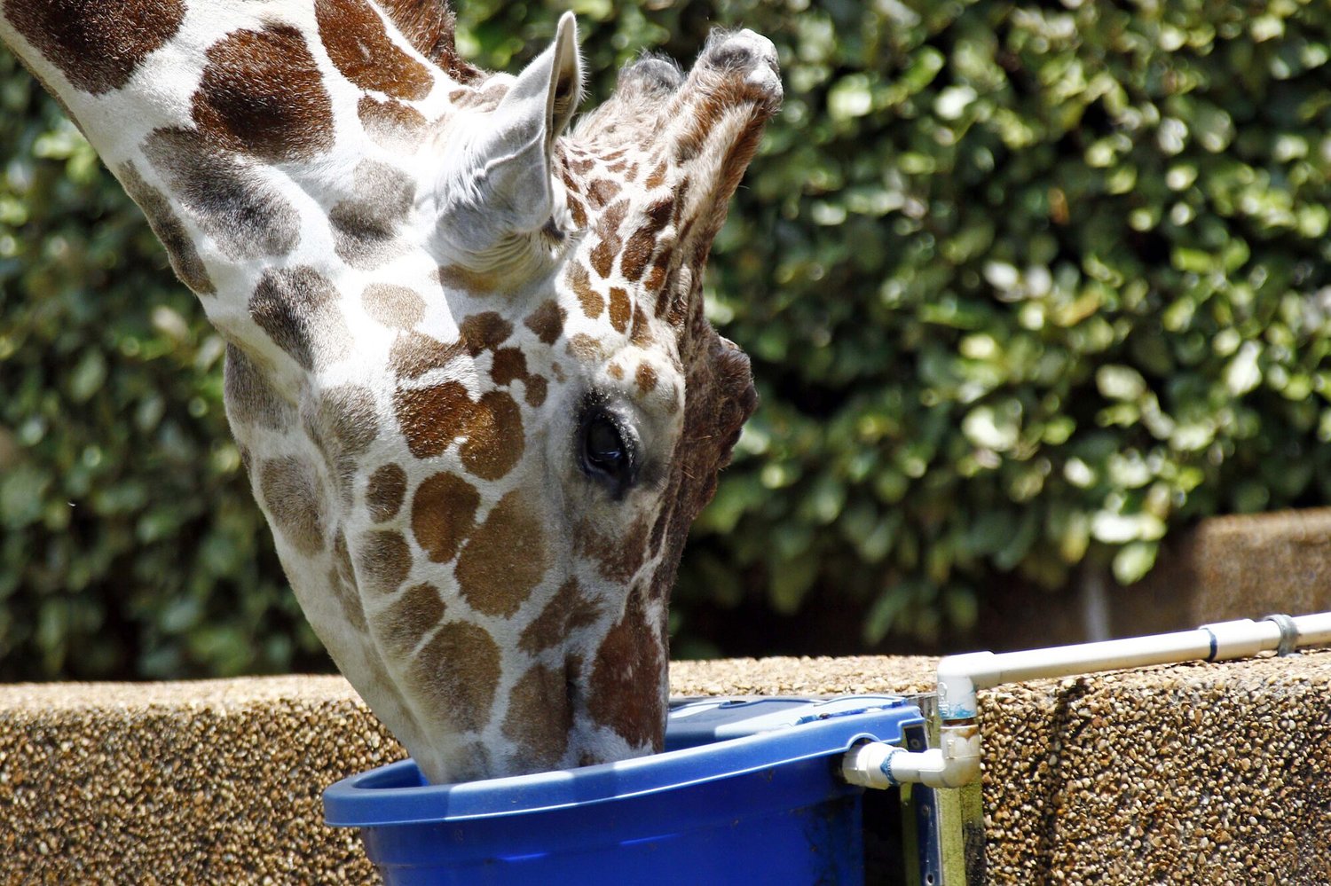 Jackson will seek developers for the city's struggling zoo