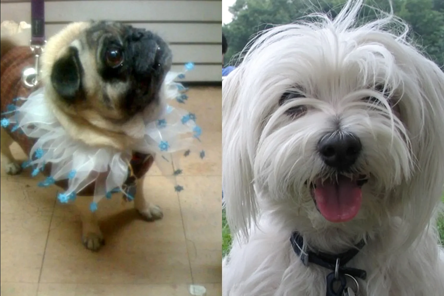 Art Notes: Musical about pet grief set to debut in New London