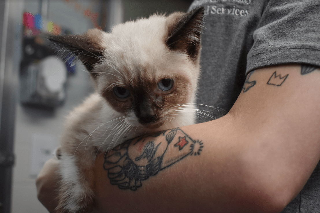 Campbell County partners with  Boone County for vet services